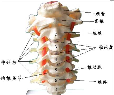 神经根型<a href='/guke/guke.htm#dd' target='_blank'>颈椎病</a>病因病理