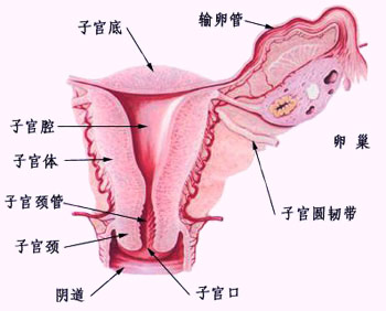 子宫切面图