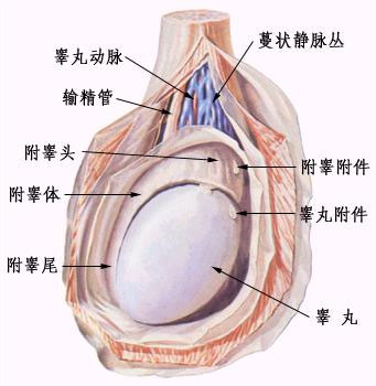 小儿泌尿系统常见病之睾丸炎